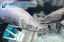 岐阜県各務原市にある水族館「世界淡水魚園水族館　アクア・トト ぎふ」の入館券です。 淡水魚水族館としては世界最大級！木曽三川・長良川の源流から河口まで、そしてアジア、アフリカ、アマゾンへと世界の河川を探検する館内では、魚類・両生類など約220種類、20,000点もの水辺の生き物たちに出会えます。 ご夫婦や恋人、お友達同士など2名様でご利用いただけるペア入館券です。 アクア・トト ぎふ開館時間 平日 9:30～17:00（最終入館は16:00） 土日祝日 9:30～18:00（最終入館は17:00） 年中無休 ※休館日のスケジュールなどは、館内告知やホームページなどでお知らせいたします。 また、やむを得ず臨時休館する場合があります。ご了承ください。 名称 世界淡水魚園水族館　アクア・トトぎふ　入館券（大人2枚） 内容量 入館券（大人個人一回券）×2枚 ※有効期限は発行（発送日）より6カ月です。 提供 世界淡水魚園水族館 アクア・トト ぎふ 住所：岐阜県各務原市川島笠田町1453番地 TEL：0586-89-8200 ・ふるさと納税よくある質問はこちら ・寄附申込みのキャンセル、返礼品の変更・返品はできません。あらかじめご了承ください。 ■寄付金の用途について 「ふるさと納税」寄付金は、下記の事業を推進する資金として活用してまいります。 寄付を希望される皆さまの想いでお選びください。 (1) 教育・文化・スポーツに関すること (2) 環境に関すること (3) 保健・医療に関すること (4) 高齢者福祉に関すること (5) 障がい児者福祉に関すること (6) 子ども福祉に関すること (7) 防災・防犯に関すること (8) 基盤整備に関すること (9) 産業振興に関すること (10) 各務原市まるごと応援 特段のご希望がなければ、市政全般に活用いたします。 ・ふるさと納税よくある質問はこちら ・寄附申込みのキャンセル、返礼品の変更・返品はできません。寄附者の都合で返礼品が届けられなかった場合、 返礼品等の再送はいたしません。あらかじめご了承ください。 ・この商品はふるさと納税の返礼品です。スマートフォンでは「買い物かごに入れる」と表記されておりますが、寄附申込みとなりますのでご了承ください。【ふるさと納税】世界淡水魚園水族館　アクア・トトぎふ　入館券（大人2枚）