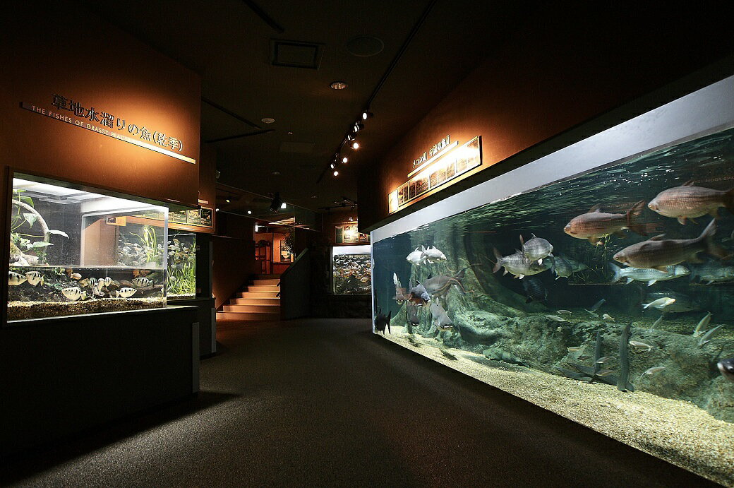 【ふるさと納税】世界淡水魚園水族館 アクア・ト...の紹介画像3