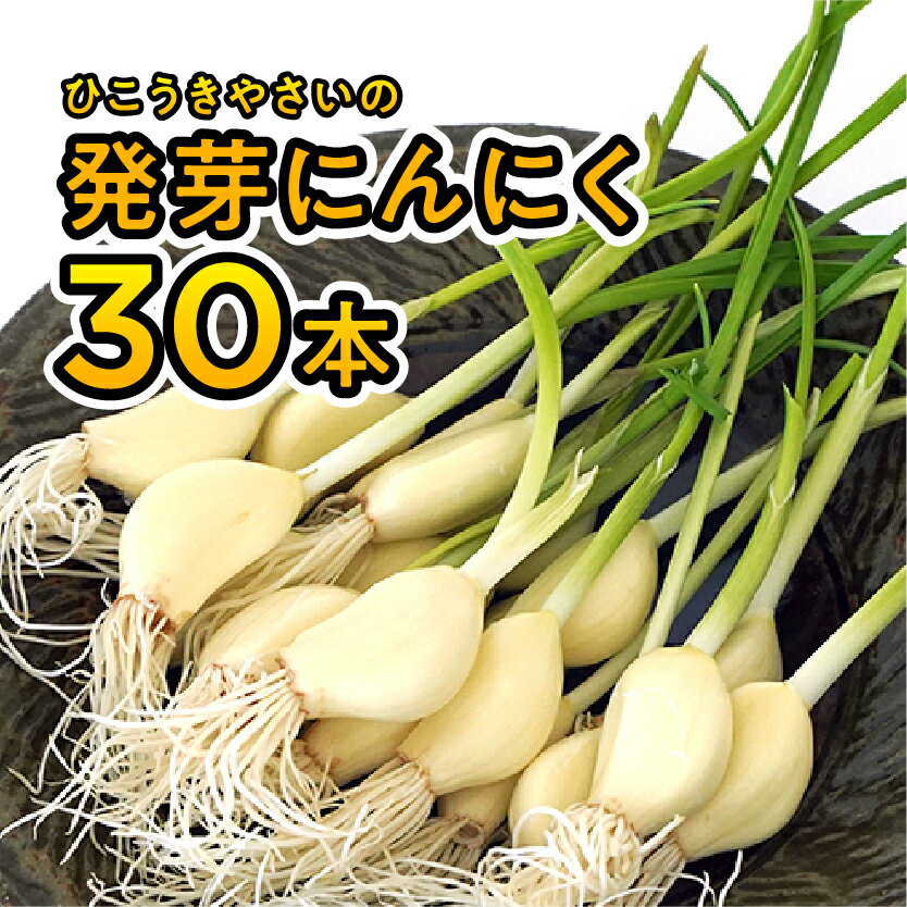 【ふるさと納税】根と芽も丸ごと食べられる！発芽にんにく【30本】岐阜産クリーンルーム水耕栽培