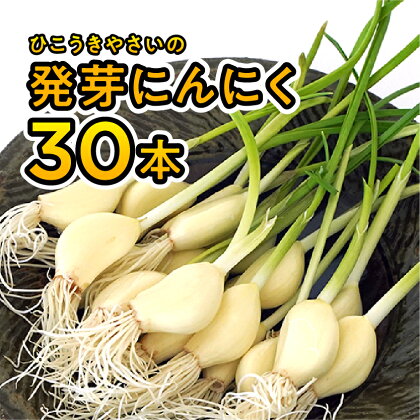 根と芽も丸ごと食べられる！発芽にんにく【30本】岐阜産クリーンルーム水耕栽培