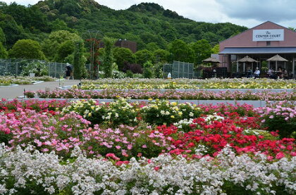 花フェスタ記念公園 入園券セット(入園券2枚と年間パスポート2枚)