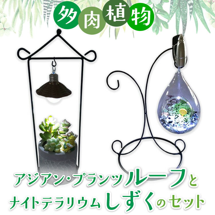 多肉植物 アジアン・プランツルーフとナイトテラリウムしずくのセット インテリア 照明 ライト ※2025年7月中旬頃より順次発送予定 ※離島への配送不可