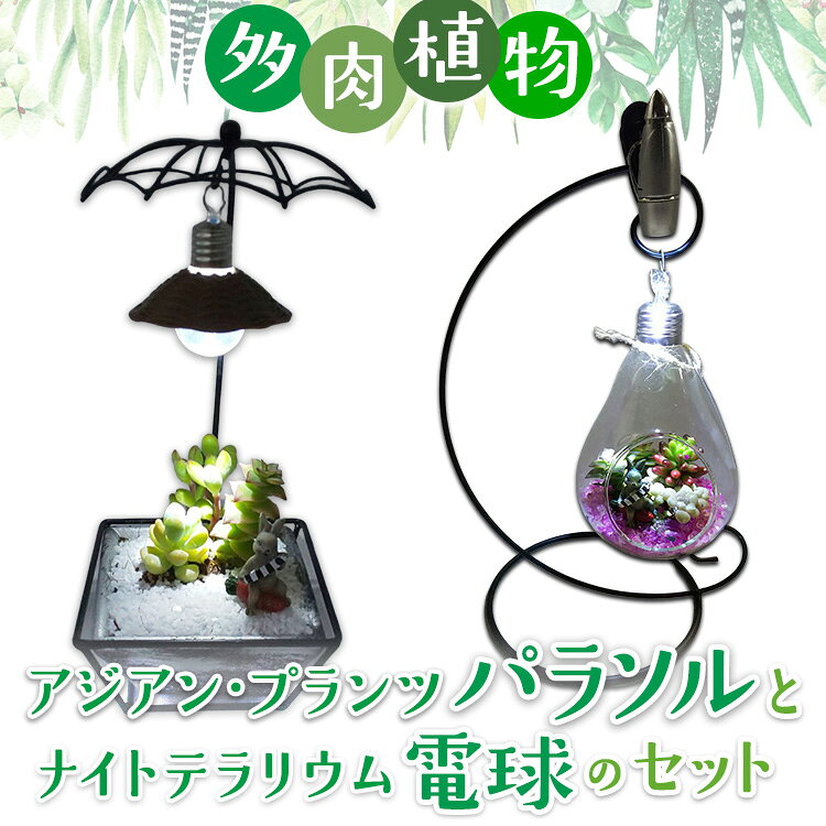 【ふるさと納税】多肉植物　アジアン・プランツパラソルとナイトテラリウム電球のセット インテリア 照..