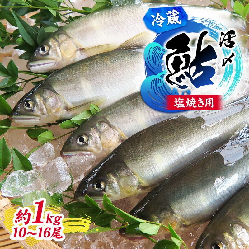 【ふるさと納税】塩焼き用 活〆鮎 1kg (10尾~16尾) 魚貝類 川魚 アユ お届け:2025年7月上旬~9月中旬頃に順次発送予定