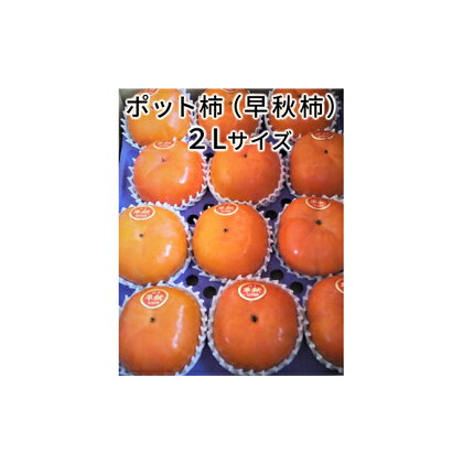 こだわり栽培ポット柿（早秋柿） 2Lサイズ12個入り　【果物類 柿 かき】　お届け：2024年10月上旬～10月下旬