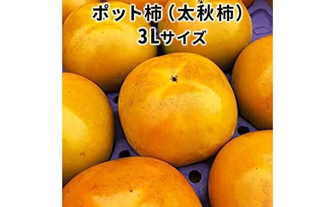 【ふるさと納税】こだわり栽培ポット柿（太秋柿） 3Lサイズ9個入り　【果物類 柿 かき　メルマガ掲載】　お届け：2024年10月中旬～11月上旬