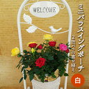 【ふるさと納税】ミニバラスイングポーチ(白色)2~3色のバラの寄せ植え 植物 ※2026年4月下旬~5月下旬頃に順次発送予定 ※離島へ配送不可