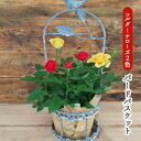 【ふるさと納税】コルダーナローズ・バードバスケット 植物 ※2026年4月下旬~5月下旬頃に順次発送予定 ※離島への配送不可