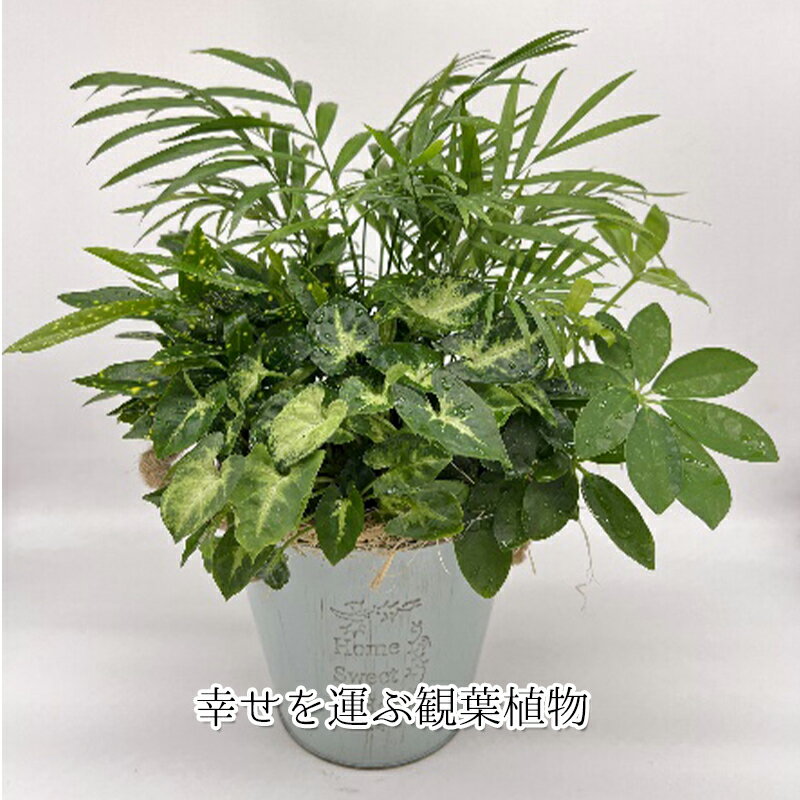 幸せを運ぶ観葉植物のおまかせ寄せ植え(4〜5品種) [ グリーンインテリア おしゃれ ]