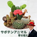 11位! 口コミ数「7件」評価「5」サボテンアニマル寄せ植え 花 苗木
