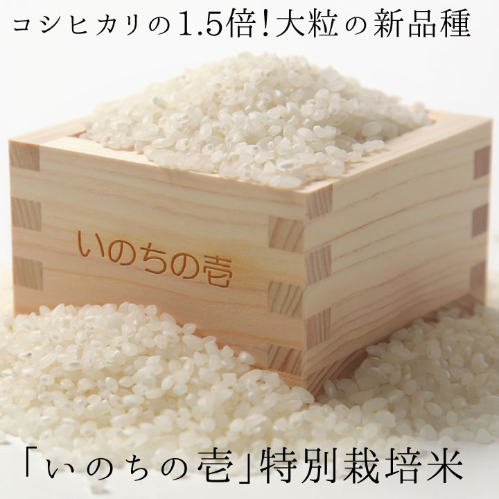 【ふるさと納税】いのちの壱 10kg×12ヶ月 特別栽培米 玄米対応可能 定期便 お楽しみ[Q644]