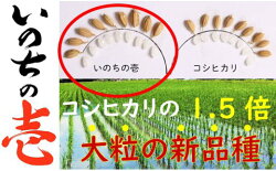 【ふるさと納税】新米 令和3年産 いのちの壱5kg×6ヶ月 定期便 特別栽培米 玄米対応可能[Q640]100000円 10万円 画像2