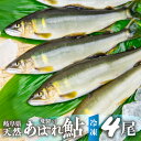 【ふるさと納税】2023年産 飛騨 天然鮎 小サイズ 4尾 天然 アユ 鮎 岐阜県　室田名人　宮川下流 飛騨のあばれ鮎 急速冷凍[Q1459]10000円 1万円