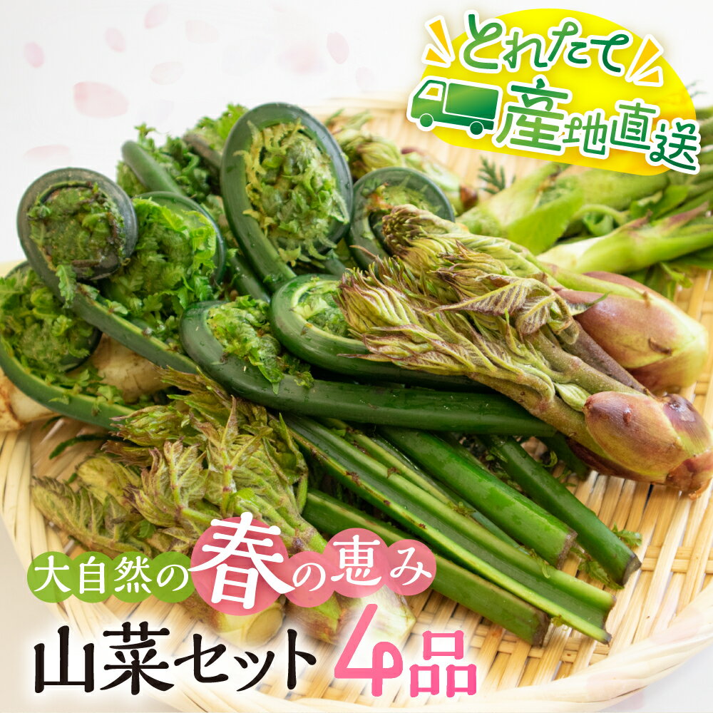 【ふるさと納税】《先行予約》春の恵み 山菜セット4品(400g~500g) 山菜 セット 天ぷら 蕎麦 おひたし ごまあえ 新鮮 朝採れ 産地直送【4月下旬〜5...