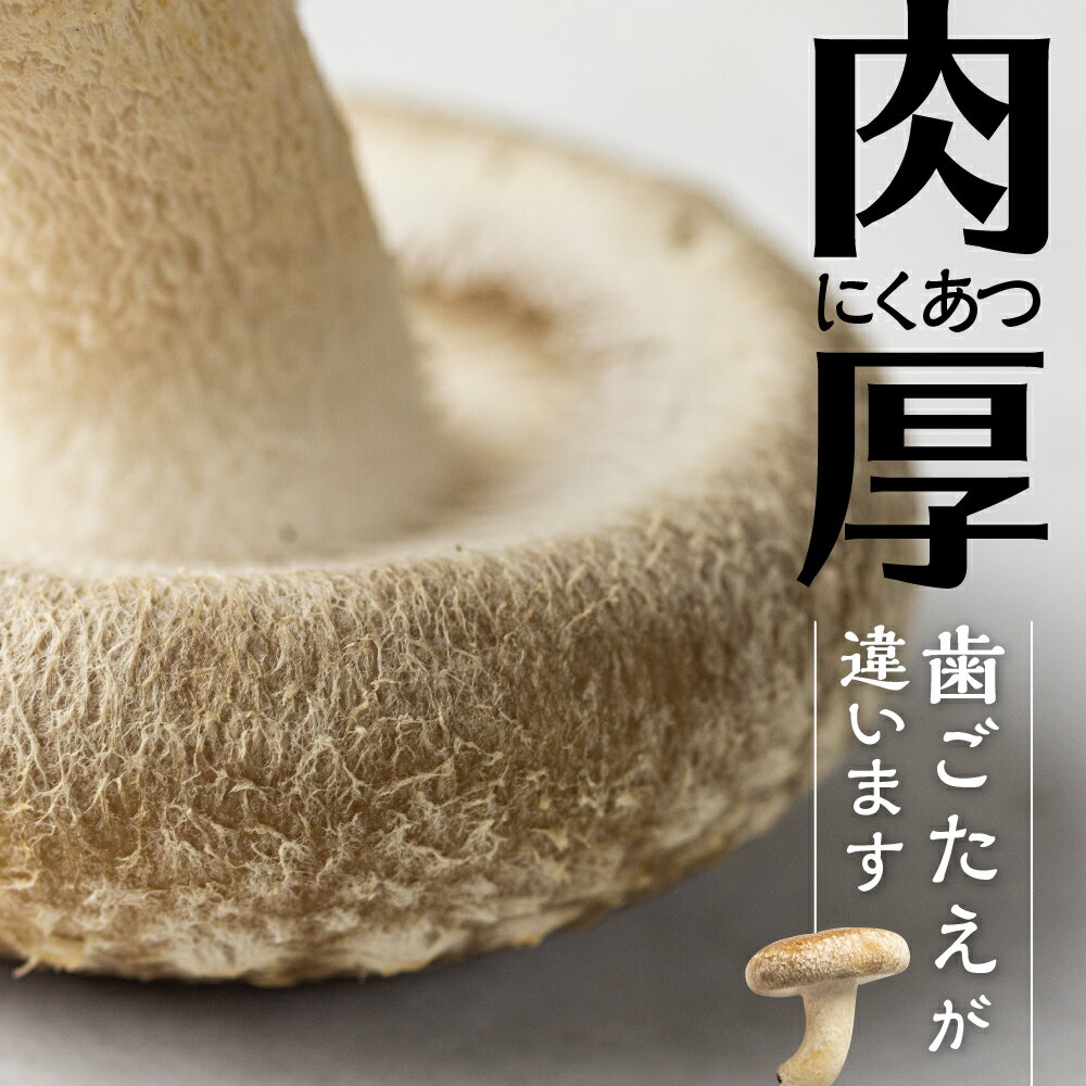 【ふるさと納税】菌床しいたけ 約100g×8パック 枚数おまかせ 国産 椎茸 シイタケ 生しいたけ きのこ キノコ 鍋 すきやき すき焼き ［Q2368］10000円 《hida0307》