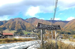 【ふるさと納税】【年内発送】【年明け発送分は増量】訳あり 不揃い ひだかみ流葉　飛騨 ありがとうファーム 有機ニンジン 人参 有機野菜　酵素ライフ　有機人参 高栄養価 黒田五寸 5kg　ゲルソン療法にもぜひご活用下さい！ 訳アリ わけあり 家庭用 [A0072]5000円 5千円･･･ 画像1