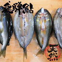 【ふるさと納税】鮎 干物 天然鮎 一夜干し 室田名人の釣った...