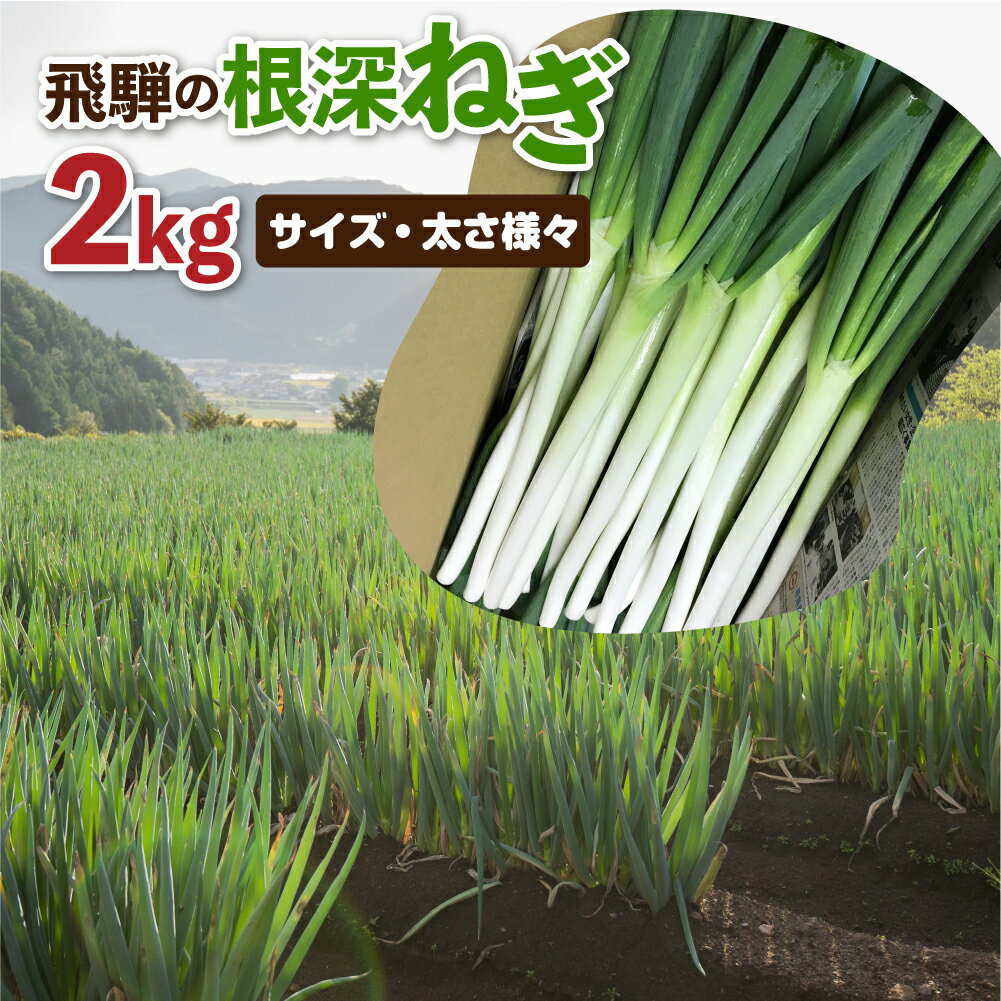 17位! 口コミ数「2件」評価「4」《先行予約》《訳あり》飛騨の根深ねぎ 2kg 薬味からお鍋までおすすめ！サイズ・太さ様々 訳アリ わけあり ワケアリ 不揃い 野菜 産地直送･･･ 