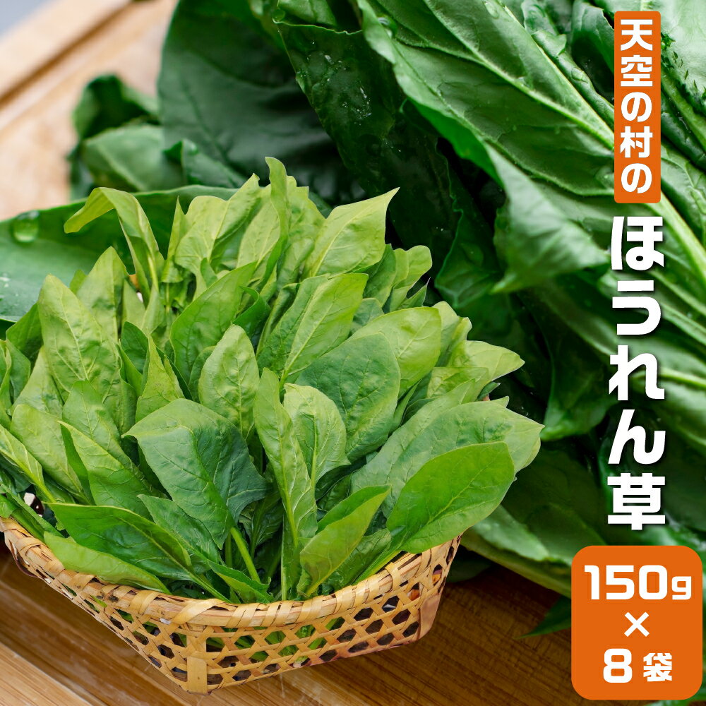 【ふるさと納税】《先行予約》《期間限定》飛騨ほうれん草 150g 8 朝採れ ほうれんそう ホウレンソウ 野菜 やさい 葉物 山之村[A0089]10000円 1万円