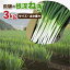 【ふるさと納税】《先行予約》《訳あり》飛騨の根深ねぎ 3kg 薬味からお鍋までおすすめ！サイズ・太さ様々 訳アリ わけあり ワケアリ 不揃い 野菜 産地直送 白ねぎ 白ネギ [B0141]