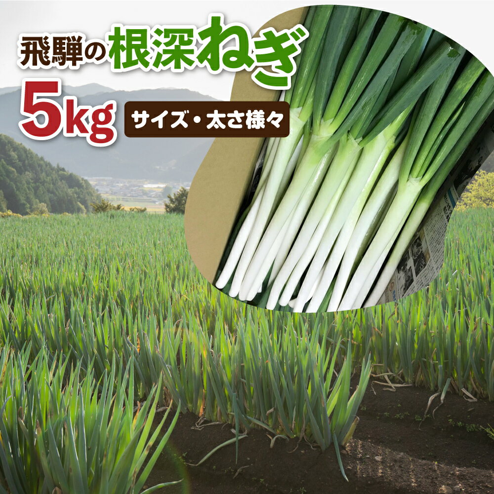 【ふるさと納税】《先行予約》《訳あり》飛騨の根深ねぎ 5kg 薬味からお鍋までおすすめ！サイズ・太さ様々 訳アリ わけあり ワケアリ 不揃い 野菜 産地直送 白ねぎ 白ネギ 鍋 [B0144]15000円