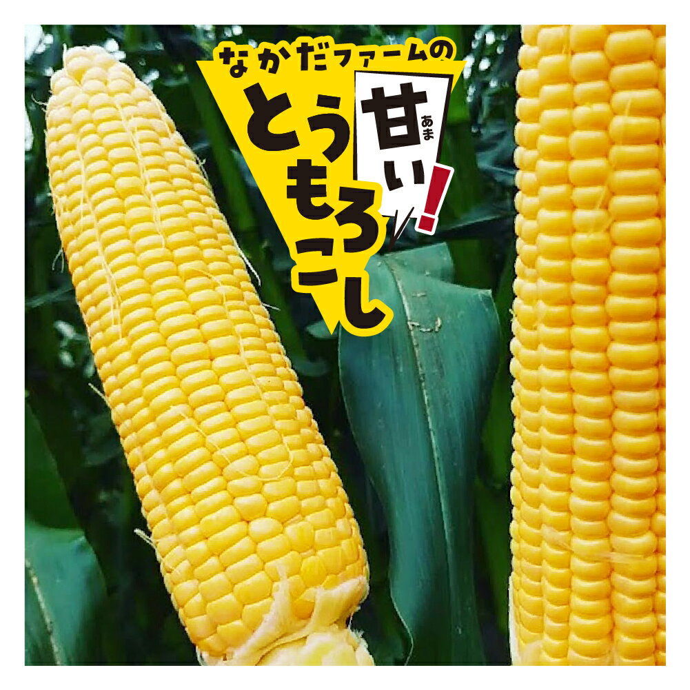 1位! 口コミ数「6件」評価「3」《先行予約》甘い！朝採れトウモロコシ ゴールドラッシュ 4kg 8～10本 8月下旬から9月下旬にお届け とうもろこし スイートコーン 飛騨･･･ 