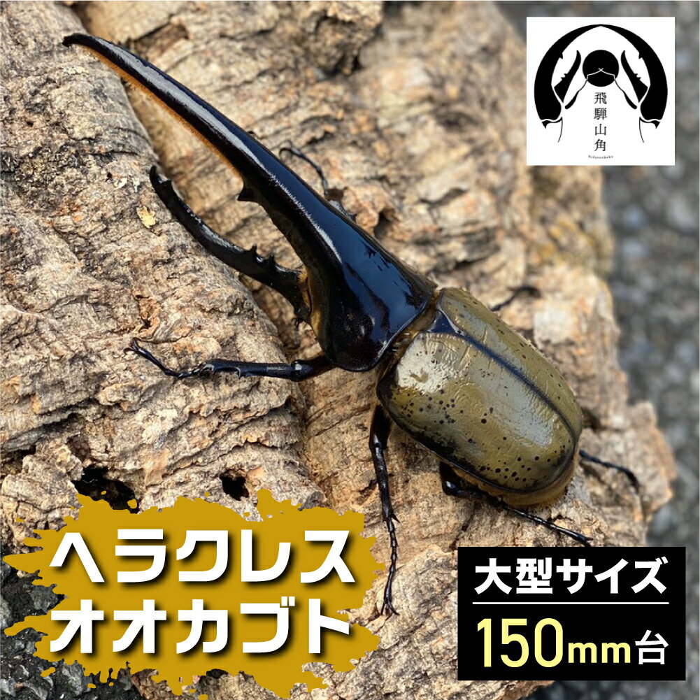 昆虫の王様 ヘラクレスオオカブト 150mm台 カブトムシ 大型 オス ♂ [Q1252]