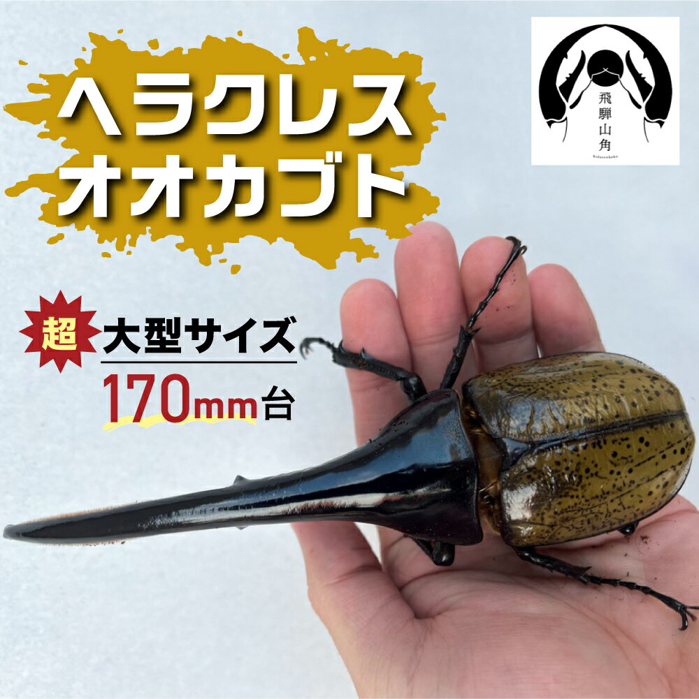 昆虫の王様 ヘラクレスオオカブト 170mm台 カブトムシ 超大型 オス ♂ [Q1254]