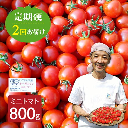 《数量限定》 ミニトマト 800g 2回定期便 野菜 夏野菜 とまと 生野菜 10000円 1万円 ［Q1301］ 《hida0307》