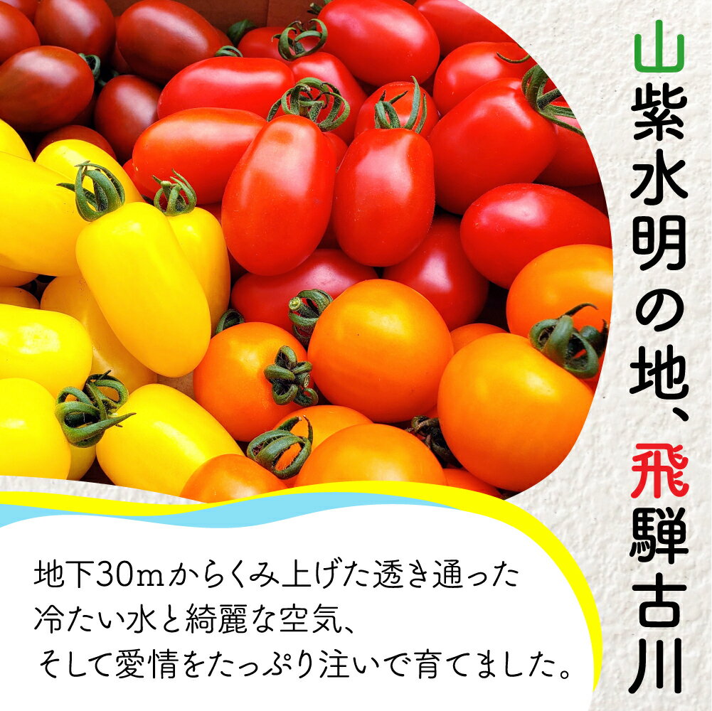 【ふるさと納税】《先行予約》《期間限定・数量限定》飛騨産 トマト ミニトマト カラフルキュートなミニトマトの詰め合わせたっぷり1.5kg！ とまと[Q216re]10000円