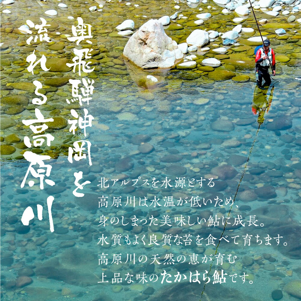 【ふるさと納税】【7月末～9月上旬発送】高原川の天然鮎 3～18匹 たかはら鮎 鮎 あゆ アユ 川魚 魚 サカナ 天然 冷凍 アウトドア バーベキュー BBQ 魚 《hida0307》