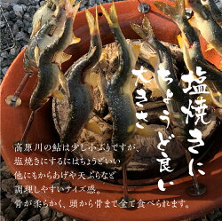 【ふるさと納税】先行予約【2024年7月末～9月上旬発送】高原川の天然鮎10～16匹 たかはら鮎 鮎 あゆ アユ 川魚 魚 サカナ 天然 冷凍 画像2