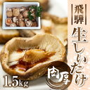 【ふるさと納税】《先行予約》菌床 肉厚 生しいたけ 椎茸 シイタケ 1.5kg 飛騨・山之村産 しいたけ　きのこ　野菜[Q784]10000円 1万円