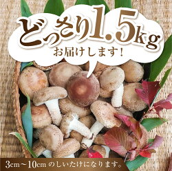 【ふるさと納税】《先行予約》菌床 肉厚 生しいたけ 椎茸 シイタケ 1.5kg 飛騨・山之村産 しいたけ　きのこ　野菜[Q784]10000円 1万円 画像1