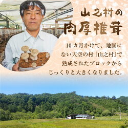 【ふるさと納税】《先行予約》菌床 肉厚 生しいたけ 椎茸 シイタケ 1.5kg 飛騨・山之村産 しいたけ　きのこ　野菜[Q784]10000円 1万円 画像2