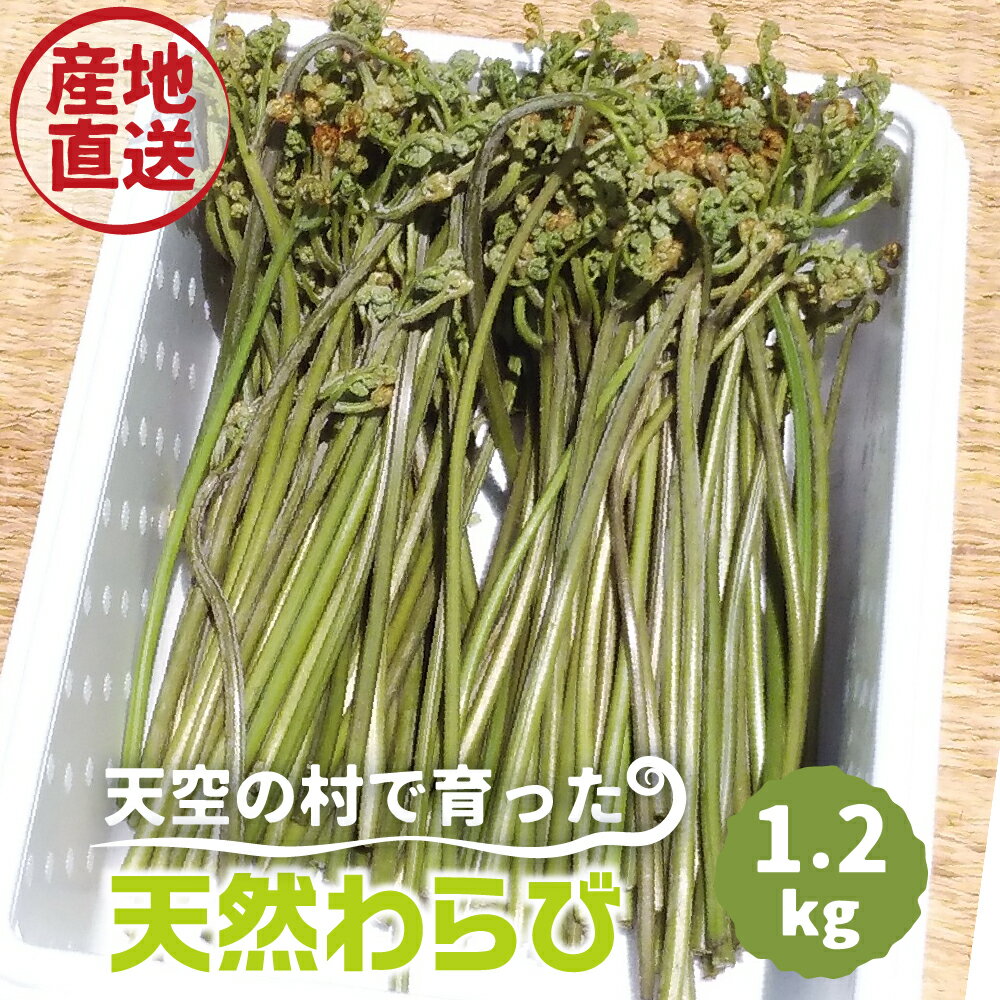 [先行予約][2023年5月下旬〜6月下旬に発送]天然わらび 約1.2kg あく抜き用の木灰付き 蕨 ワラビ 山菜 天然山菜 春の味覚 なかだファーム