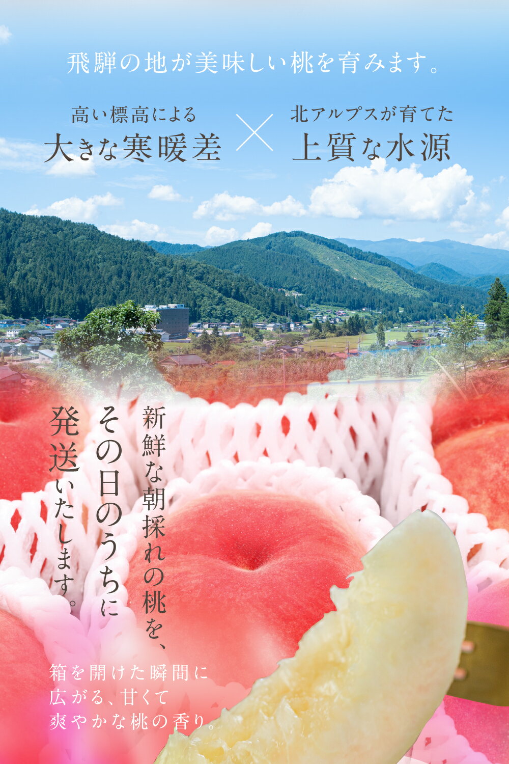 【ふるさと納税】【先行予約】令和6年産 2024年産 桃 飛騨のこだわり桃 6－9玉 糖度12.5～15度 特上 白桃 モモ お取り寄せ 果物 国産 フルーツ くだもの 旬 品種お任せ 日川白鳳 みさか白鳳 白鳳 あかつき 昭和白桃 川中島白桃 ※7月中旬～発送 単品17000円 定期便 34000円