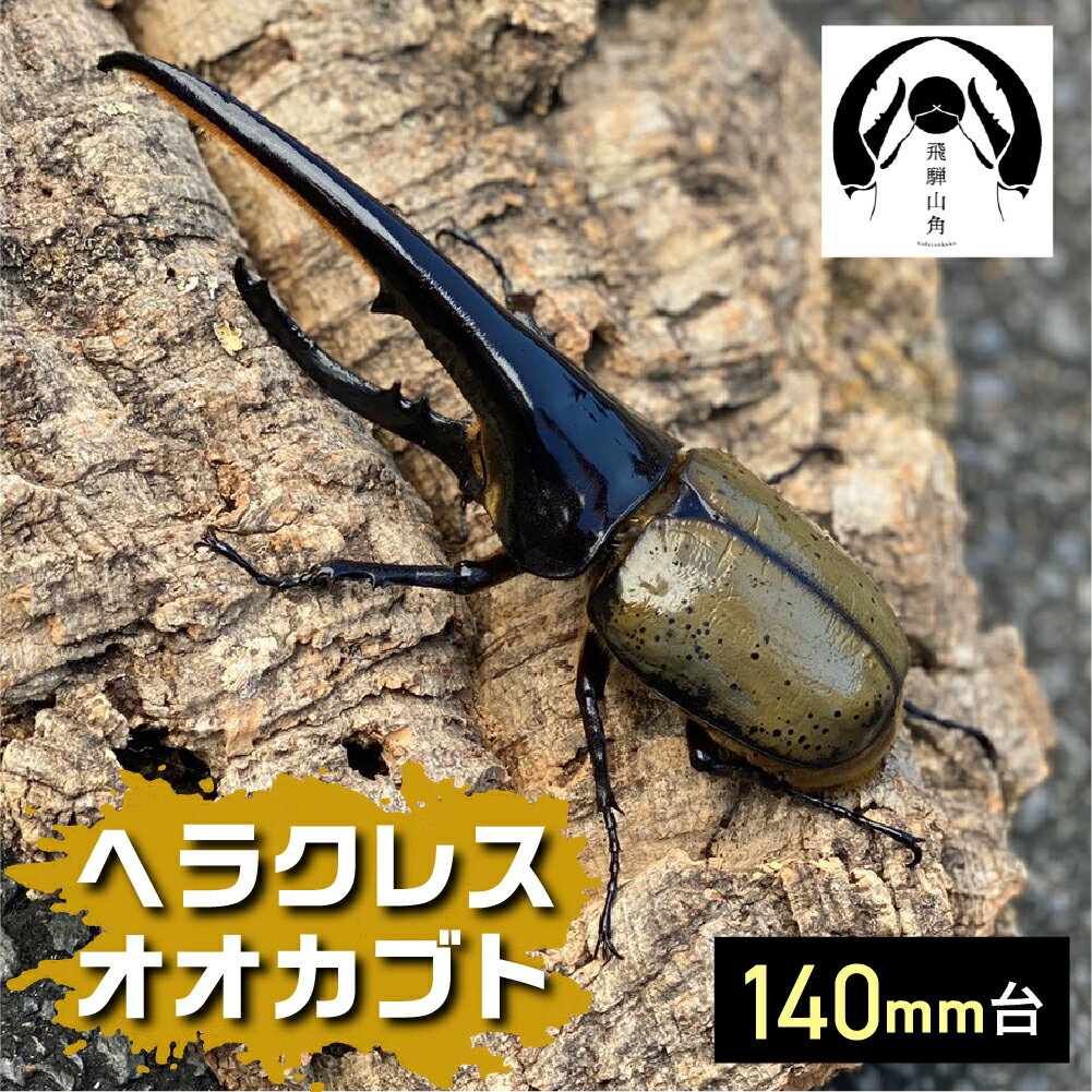 【ふるさと納税】昆虫の王様 ヘラクレスオオカブト 140mm台 カブトムシ 大型 オス ♂ 昆虫 カブトムシ 生体 [Q1868]