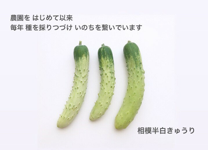【ふるさと納税】《期間・数量限定》飛騨 野菜セット 9〜10品 自然栽培 野菜BOX・Lサイズ ソヤ畦畑 夏野菜 ピーマン ナス きゅうり オクラ ズッキーニ[B0231]10000円 1万円