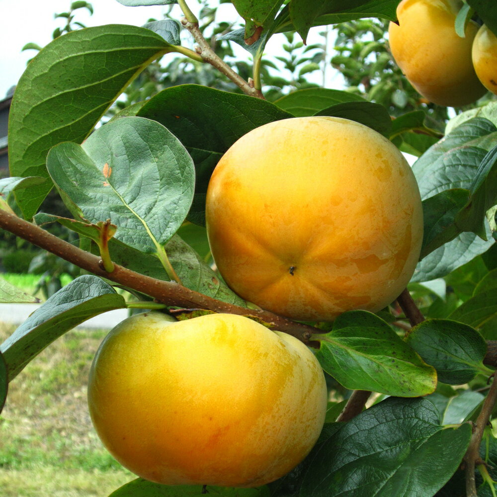 【ふるさと納税】[先行予約] 令和8年産 太秋柿 3Lサイズ 10個入り《2026年10月上旬より発送予定》[0999]｜かき 太秋 フルーツ カキ 果物 くだもの 産地直送 高橋柿ファーム 岐阜県 本巣市 15000円