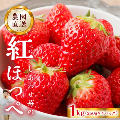 自宅用 いちご 紅ほっぺ 1kg (250g × 4p) [しあわせ苺] サイズ バラバラ 訳あり 訳アリ 農園直送 [mt192]｜フルーツ 果物 苺 イチゴ 子ども 大人 人気 小分け 簡易梱包 家庭用 産地直送 激甘 期間限定 岐阜県 本巣市 10000円 1万 15000円 2024年 先行予約