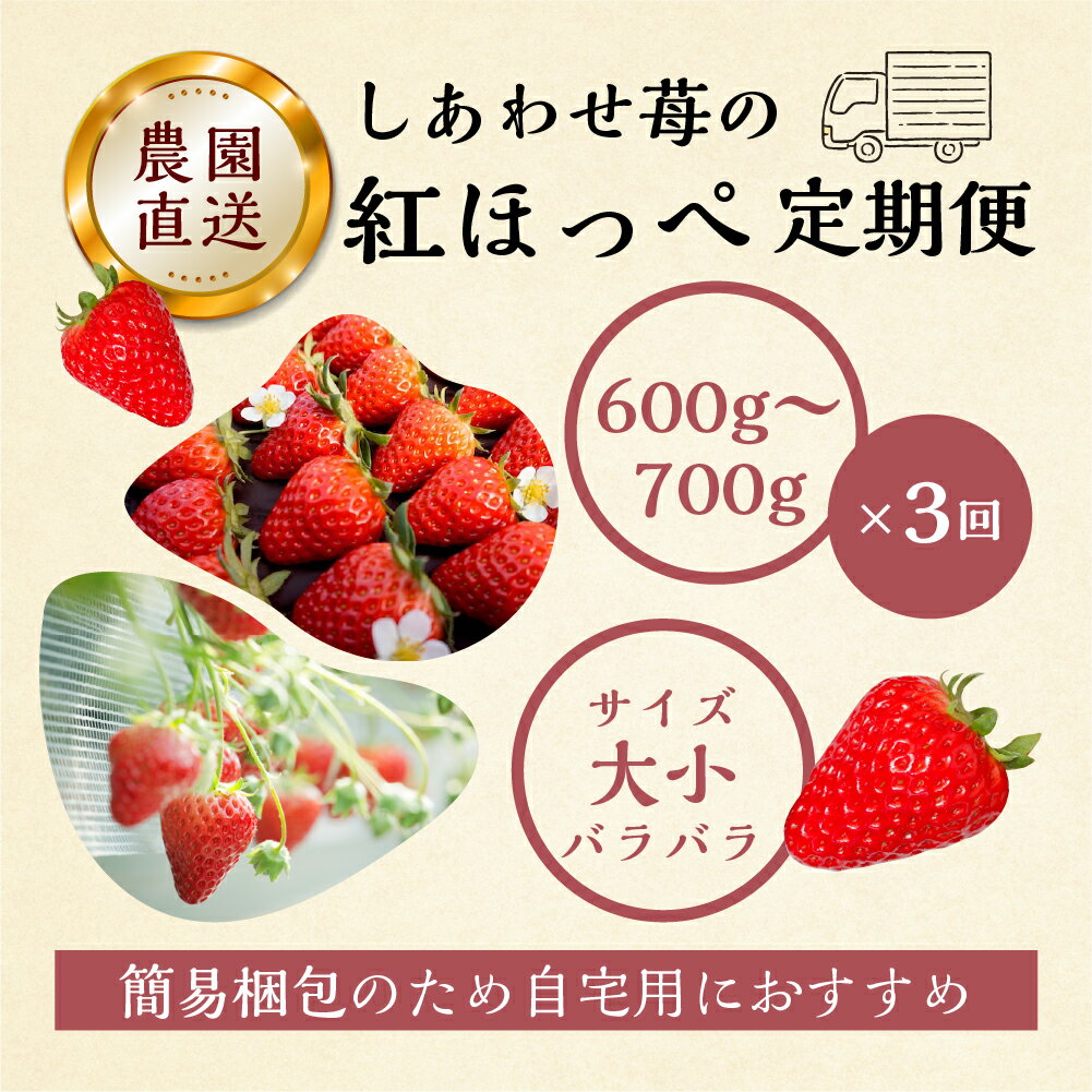 【ふるさと納税】【定期便3回】自宅用 いちご 紅ほっぺ 600-700g ×3回 [しあわせ苺] サイズ バラバラ 訳あり 訳アリ 農園直送 [mt196]｜フルーツ スイーツ 苺 イチゴ 子ども 人気 簡易梱包 家庭用 産地直送 甘い 岐阜県 本巣市 30000円 3万 選べる 2024年　2025年 先行予約