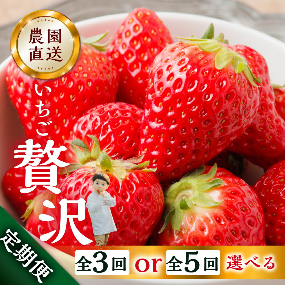 【ふるさと納税】【定期便3回 or 5回】選べる いちご贅沢 定期便 5回 紅ほっぺ 600-700g 1kg しあわせ苺 サイズ バラバラ 訳あり 訳アリ 含む 農園直送 [mt198] フルーツ スイーツ 苺 イチゴ 子ども 人気 産地直送 甘い 本巣市 61000円 選べる 2024年-2025年 先行予約･･･