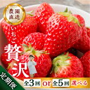 【ふるさと納税】【定期便3回 or 5回】選べる いちご贅沢 定期便 5回 紅ほっぺ 600-700g 1kg しあわせ苺 サイズ バラバラ 訳あり 訳アリ 含む 農園直送 [mt198] フルーツ 苺 イチゴ 人気 産地直送 お取り寄せ 甘い 激甘 本巣市 61000円 果物 2024年-2025年 先行予約