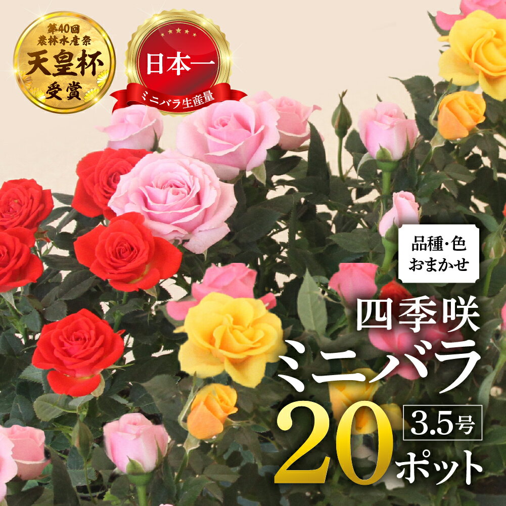 産地直送 おまかせミニバラ20鉢詰め合わせ [11月〜3月 お届け] 大容量 品種おまかせのため 訳あり 訳アリ 四季咲き バラ 花 ガーデニング 生産量 日本一 天皇杯 3.5号 ポット苗 ※沖縄 離島配送不可 薔薇 セントラルローズ [mt1546] 25000円