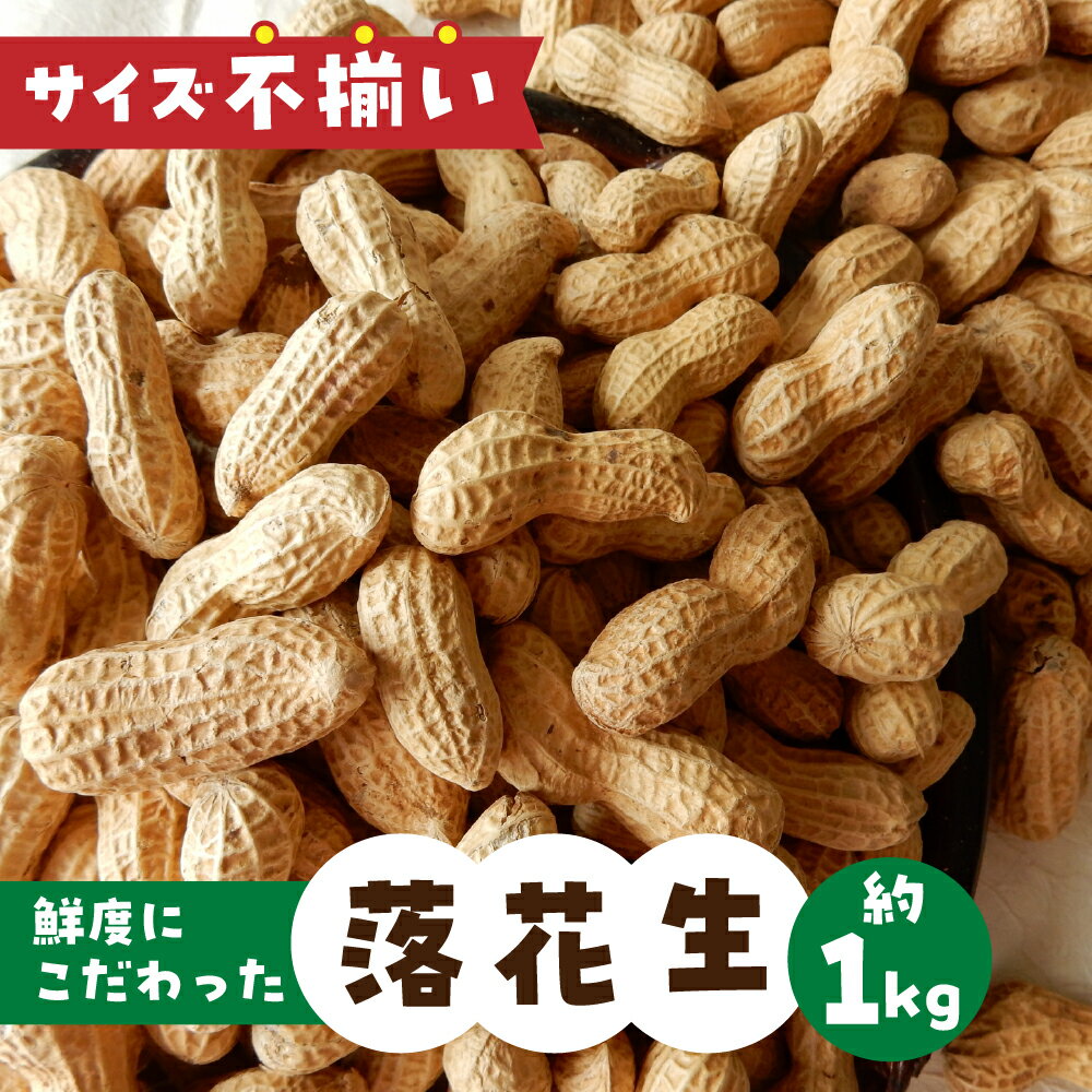 【ふるさと納税】《訳あり》 落花生 約1kg サイズ 不揃い のため 訳あり 訳アリ らっかせい 農園 産地直送 野菜 ビール の おつまみ ナッツ 簡易梱包 岐阜県産 本巣市 新鮮 やさい 数量限定 冷蔵 わくわくファーム 先行予約 2024年9月以降〜発送 期間限定 [mt1602] 8000円