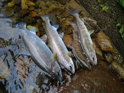 郡上漁協 雑魚年間遊漁証　～ふるさと郡上満喫体験～