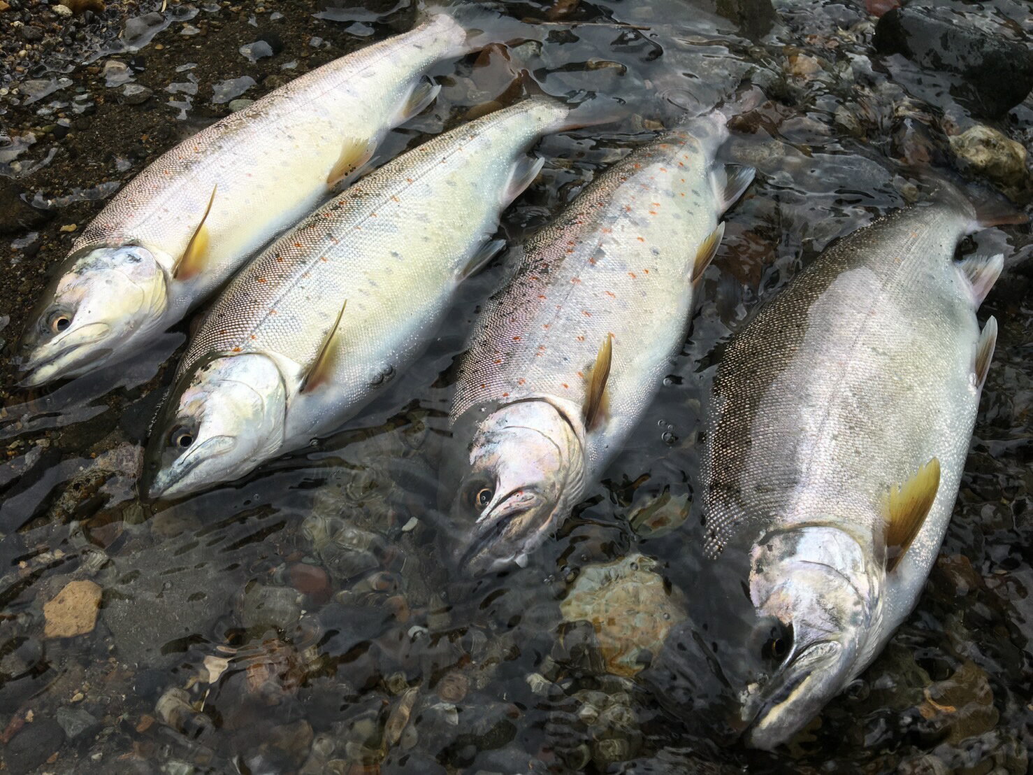 【ふるさと納税】郡上漁協 雑魚年間遊漁証　～ふるさと郡上満喫体験～