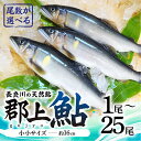 【ふるさと納税】【尾数が選べる】郡上鮎 長良川の天然鮎 小小サイズ(約16cm) 1尾~25尾 / 食品 魚介類 水産加工品 その他水産物 鮎 アユ 5000円 10000円 15000円 20000円 30000円