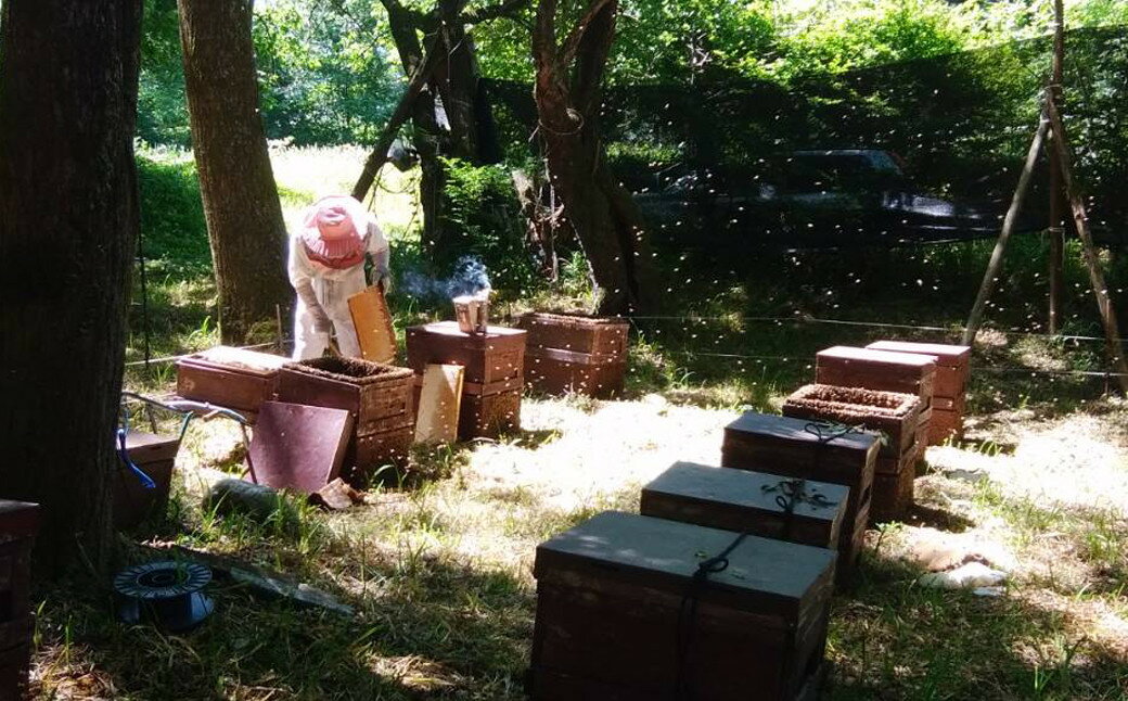 【ふるさと納税】下呂産純粋はちみつ(百花蜜600gtimes;2本)蜂蜜ハチミツはちみつ下呂温泉おすすめ国産国産ハチミツ純粋